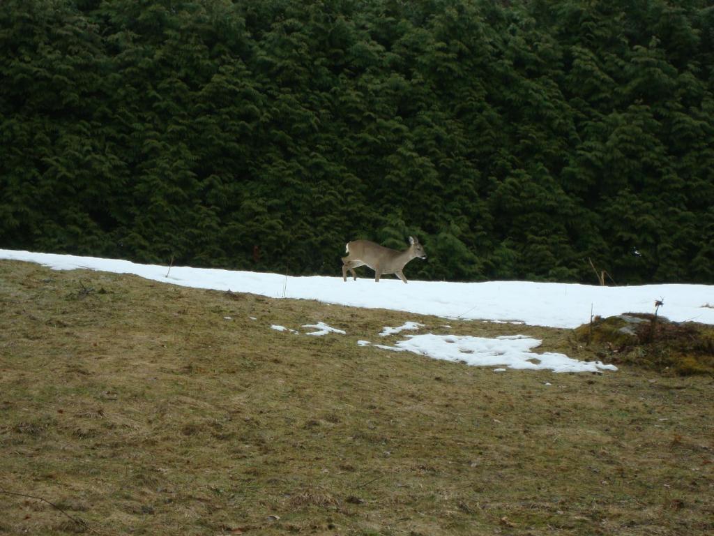 Le Caribou Villa Saint-Gervais-les-Bains Exterior foto